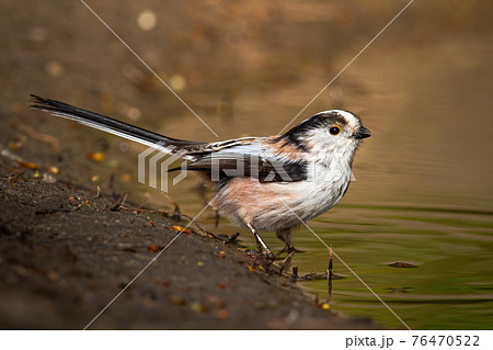 Long-tailed tit sitting on riverbank in spring nature Long-tailed tit sitting on riverbank in spring nature 76470522