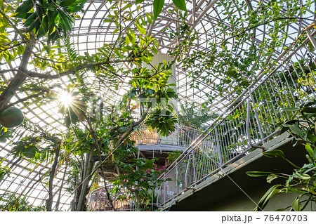 東谷山フルーツパーク、世界の熱帯果樹温室〈愛知県名古屋市〉 東谷山フルーツパーク、世界の熱帯果樹温室〈愛知県名古屋市〉 76470703