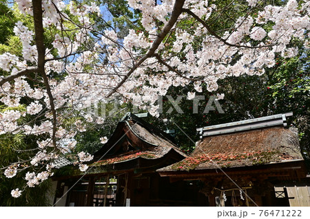 京都御所の桜と祠堂 76471222
