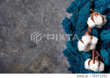 Cotton box, blue moss and gray background Cotton box, blue moss and gray background 76471291