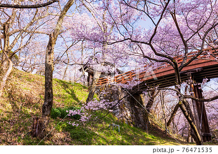 （長野県）高遠城址公園・桜雲橋　満開の桜 76471535