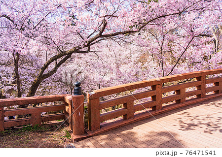 （長野県）高遠城址公園・桜雲橋　満開の桜 76471541