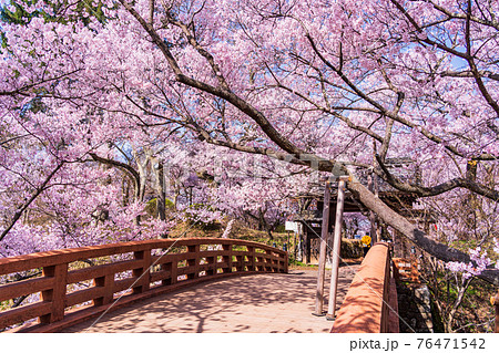 (長野県)高遠城址公園・桜雲橋 満開の桜 (長野県)高遠城址公園・桜雲橋 満開の桜 76471542