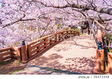 (長野県)高遠城址公園・桜雲橋 満開の桜 (長野県)高遠城址公園・桜雲橋 満開の桜 76471548