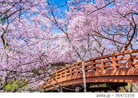 (長野県)高遠城址公園・桜雲橋 満開の桜 (長野県)高遠城址公園・桜雲橋 満開の桜 76471550