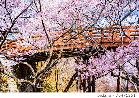（長野県）高遠城址公園・桜雲橋　満開の桜 76471551