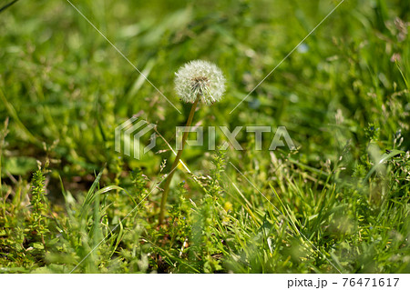 川辺に咲くタンポポの綿毛 76471617