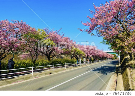 三浦海岸 河津桜 三浦海岸 河津桜 76471736