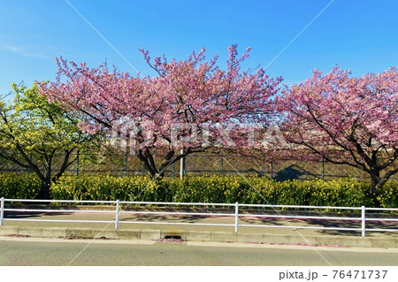 三浦海岸 河津桜 三浦海岸 河津桜 76471737