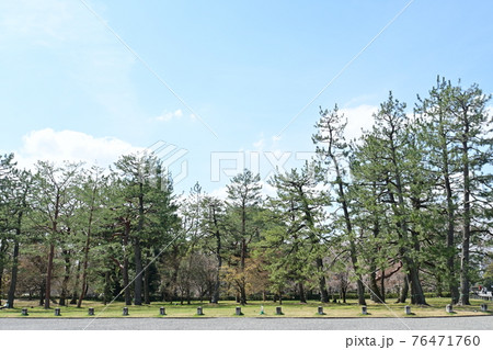 京都御所の松の木々が見える場所 76471760