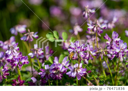 田園地域春の訪れ 76471836