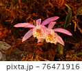 花 フラワー お花 76471916