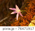 花 フラワー お花 76471917