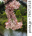 花 フラワー お花 76471918