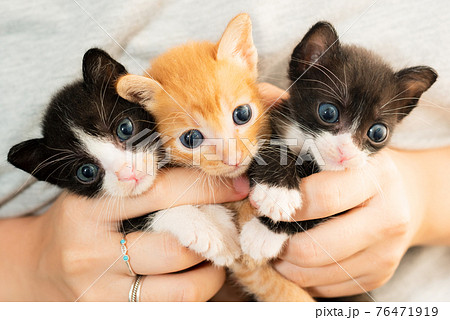 3匹の産まれたての子猫の写真素材 [76471919] - PIXTA