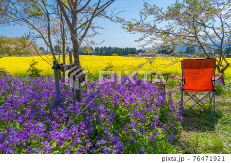 春のお花畑でリラックス 春のお花畑でリラックス 76471921