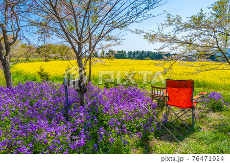 春のお花畑でリラックス 春のお花畑でリラックス 76471924