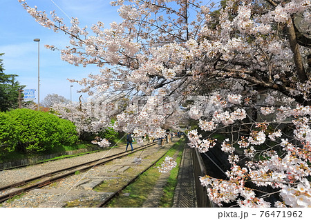 【京都府】晴天下の蹴上インクラインと満開の桜 76471962