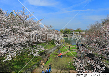 【京都府】晴天下の琵琶湖疎水の満開桜 【京都府】晴天下の琵琶湖疎水の満開桜 76471967