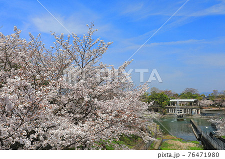 【京都府】晴天下の琵琶湖疎水の満開桜 76471980