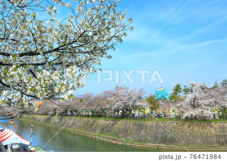 【京都府】晴天下の琵琶湖疎水の満開桜 76471984