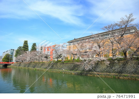 【京都府】晴天下の岡崎桜回廊と京都市美術館 76471991
