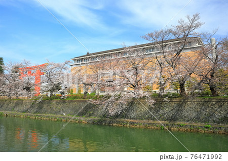 【京都府】晴天下の岡崎桜回廊と京都市美術館 76471992