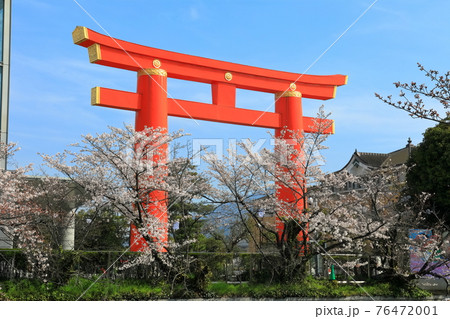 【京都府】晴天下の岡崎桜回廊と平安神宮大鳥居 【京都府】晴天下の岡崎桜回廊と平安神宮大鳥居 76472001