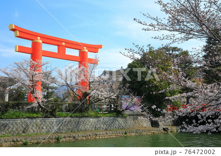 【京都府】晴天下の岡崎桜回廊と平安神宮大鳥居 76472002