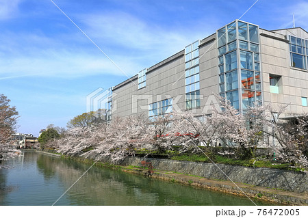 【京都府】晴天下の岡崎桜回廊と京都国立近代美術館 76472005