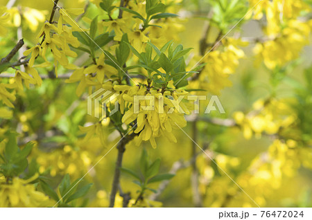 シナレンギョウの黄色い花が咲いています。学名はForsythia viridissimaです。 76472024
