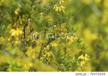 シナレンギョウの黄色い花が咲いています。学名はForsythia viridissimaです。 76472026
