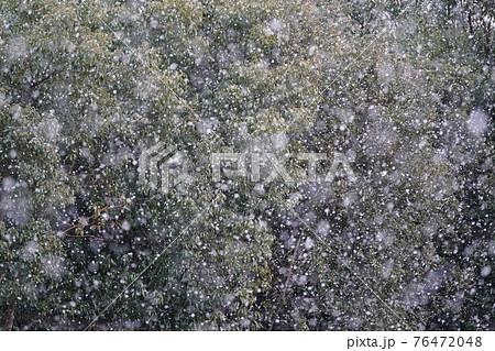 木々を背景に雪が舞いちらついている 76472048