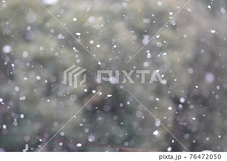 木々を背景に雪が舞いちらついている 76472050