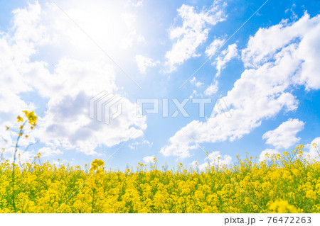真っ青な晴天の下の満開の菜の花(四月) 真っ青な晴天の下の満開の菜の花(四月) 76472263