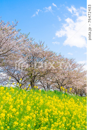 菜の花と桜並木の写真素材