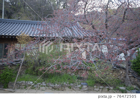 春 桜 花 76472505