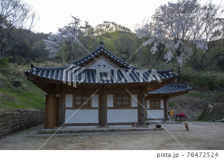 春 桜 寺院 76472524
