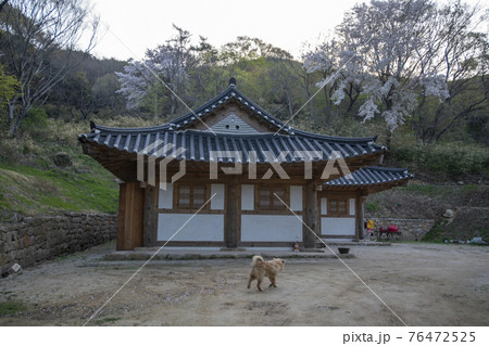 春 桜 寺院 76472525