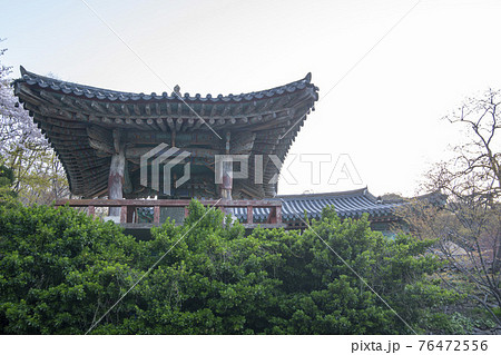 春 桜 寺院 76472556
