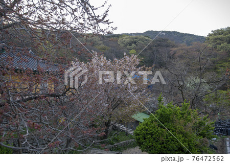 春 桜 花 76472562