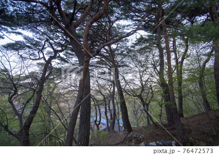 桜 韓国 木 76472573