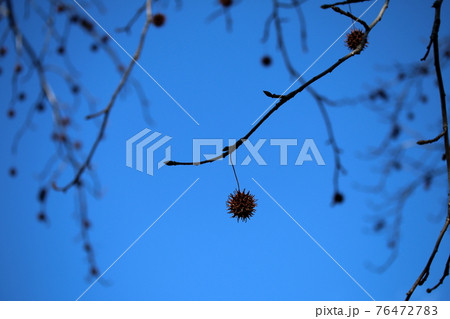 もみじばふうの蕾と果実 76472783