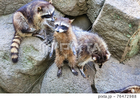 岩場で立っている可愛いアライグマの写真素材