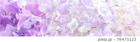 Beautiful purple hortensia Flowers banner or Background. 76473125