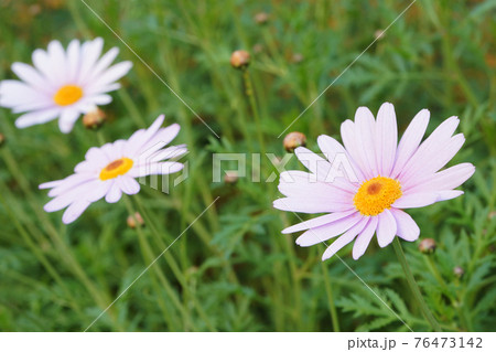 ピンクのブラキカム ピンクのブラキカム 76473142