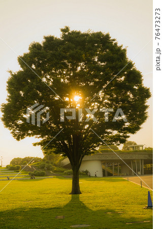 新緑の大木と太陽の光 76473273