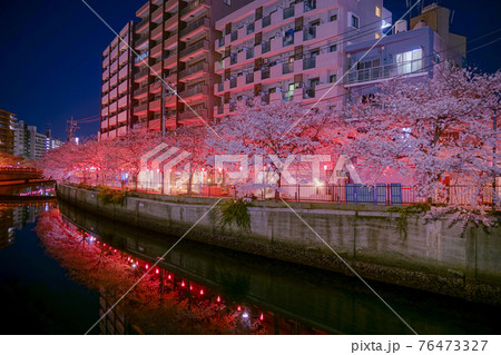 大岡川プロブナードの夜桜 76473327