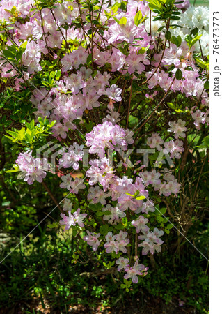春に咲く桜とツツジが一度に咲く珍しい春の風景 春に咲く桜とツツジが一度に咲く珍しい春の風景 76473773