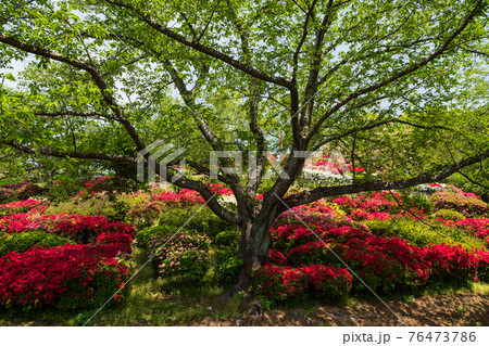春に咲く桜とツツジが一度に咲く珍しい春の風景 春に咲く桜とツツジが一度に咲く珍しい春の風景 76473786